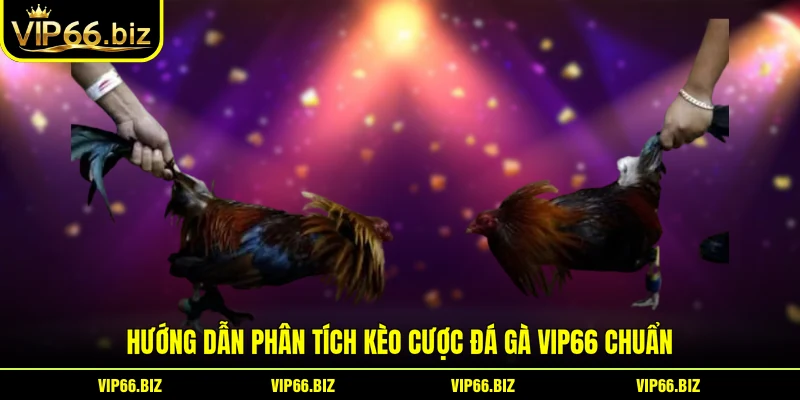 Hướng dẫn phân tích kèo cược đá gà VIP66 chuẩn